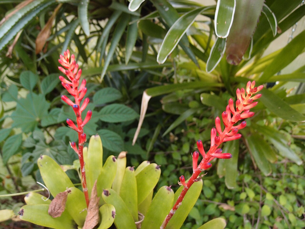 Aechmea apocalyptica