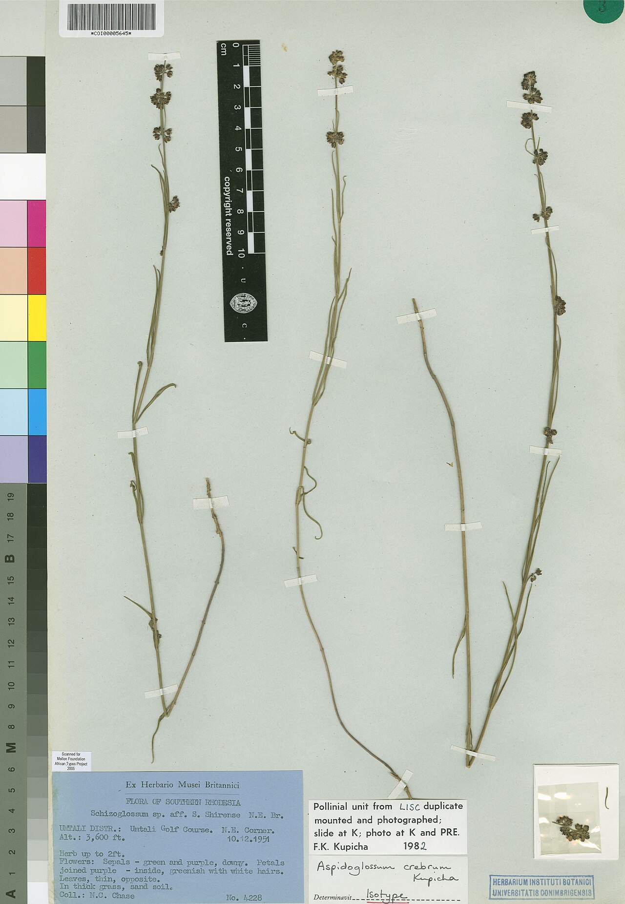 Aspidoglossum crebrum