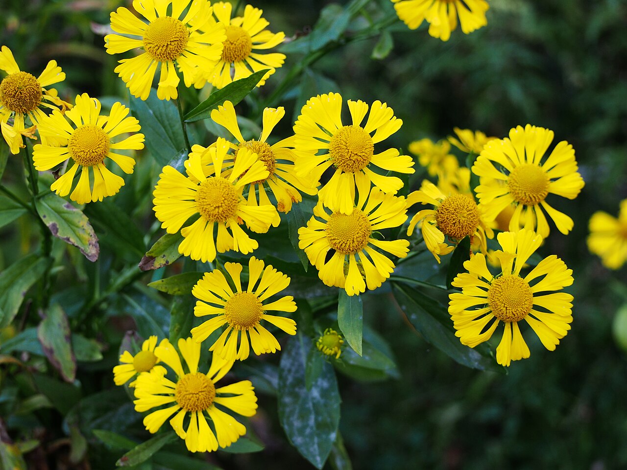 Helenium autumnale