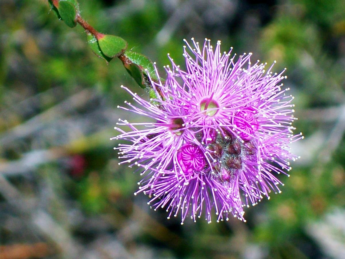 Kunzea capitata