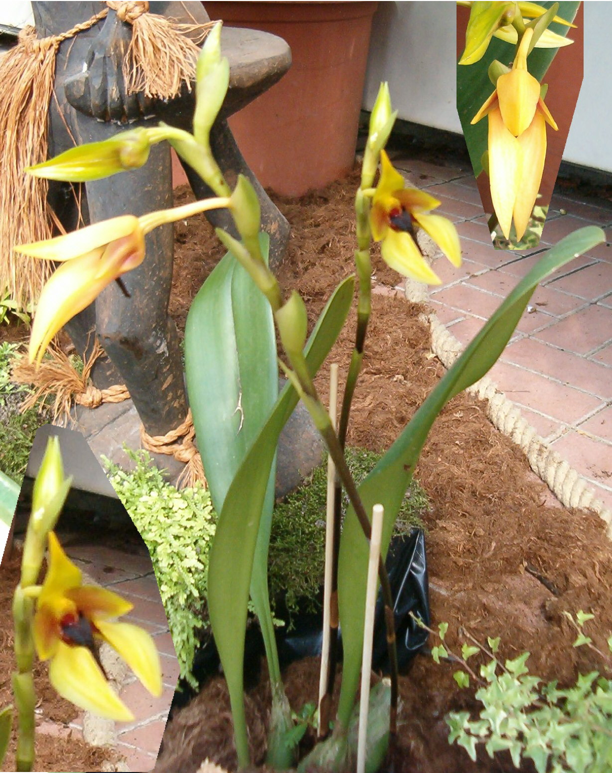 Bulbophyllum amplebracteatum