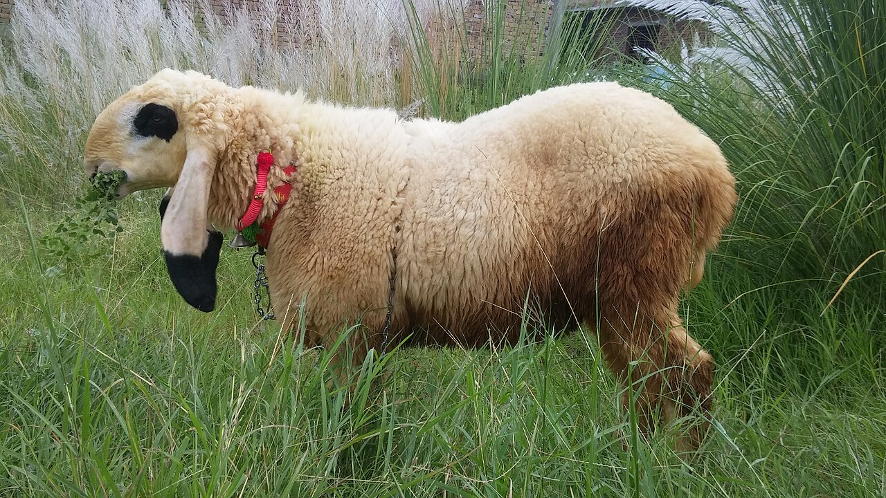 Kajli