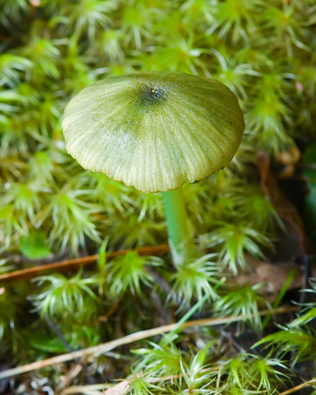 Green stem pinkgill