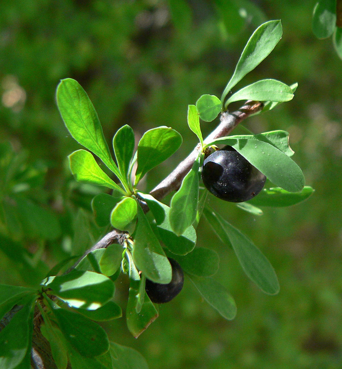 Condalia globosa
