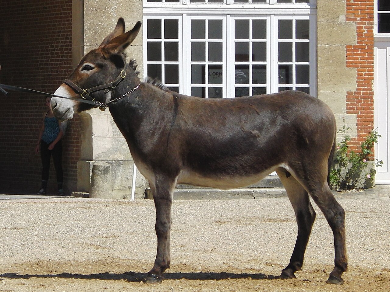 Norman Donkey