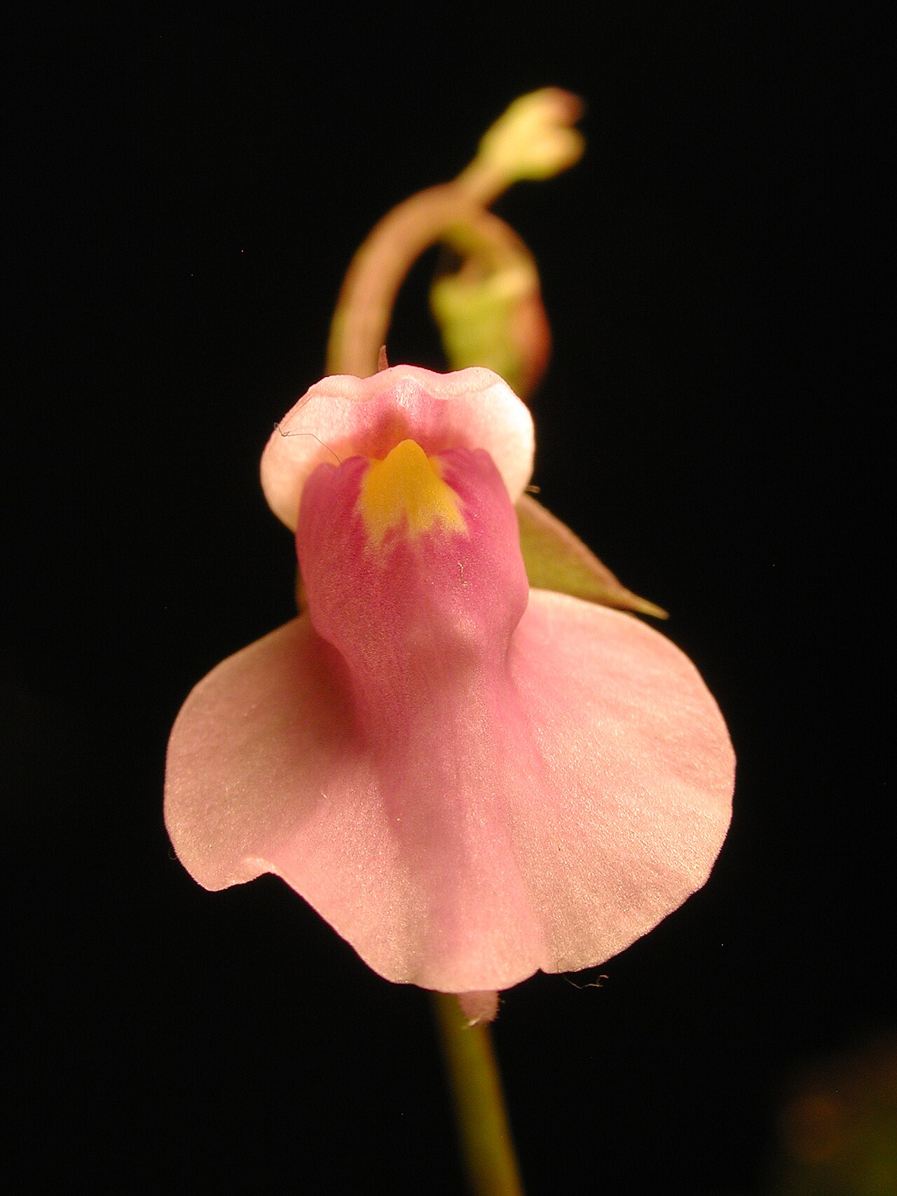 Utricularia foliosa