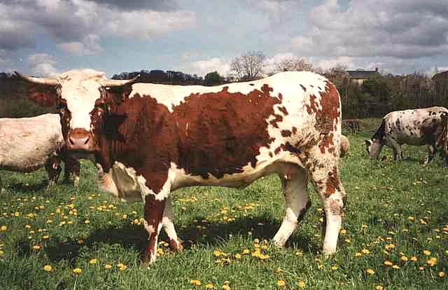 Ferrandaise cattle