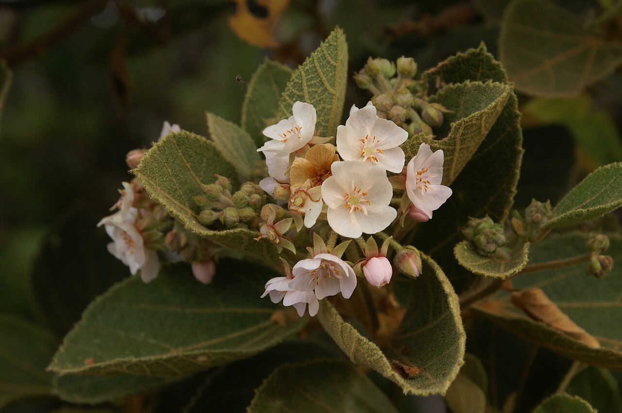 Dombeya punctata