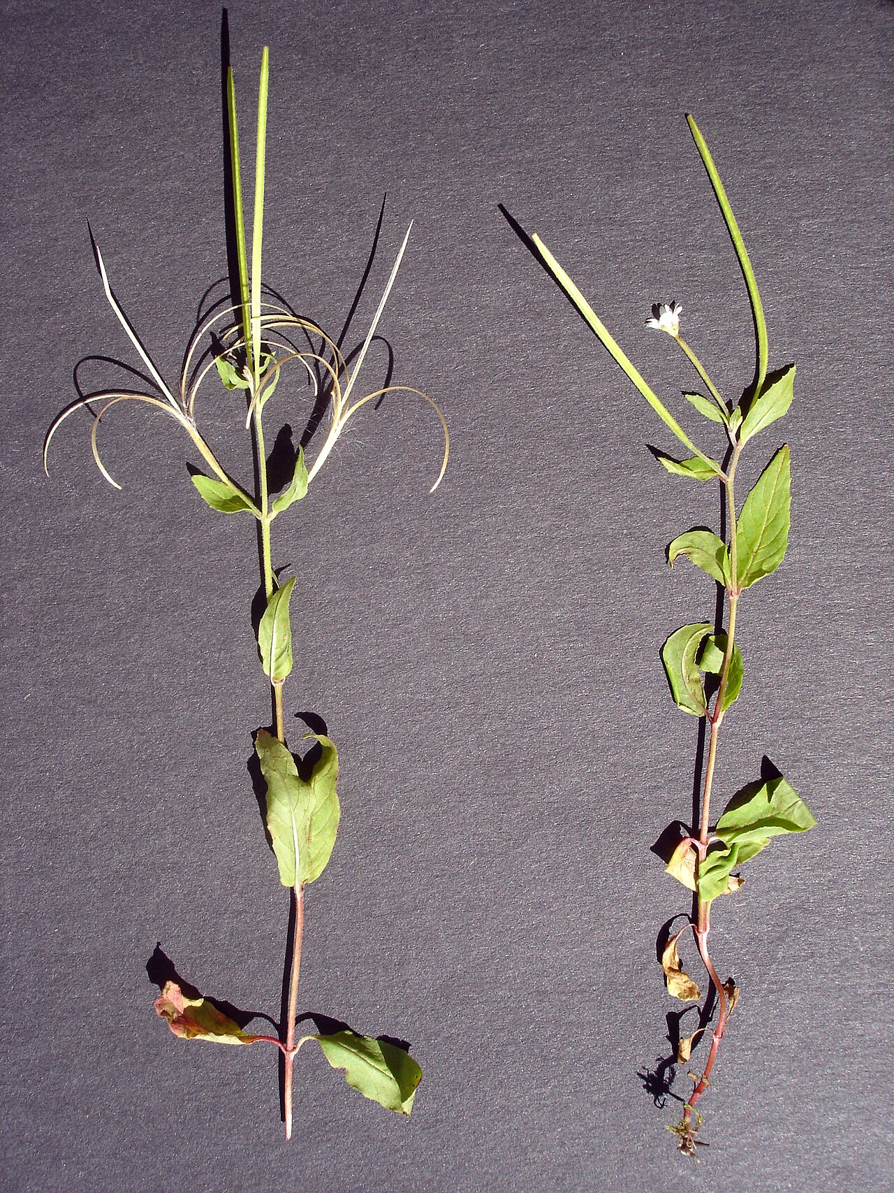 Epilobium nutans