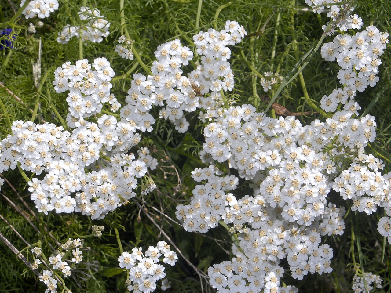 Achillea abrotanoides
