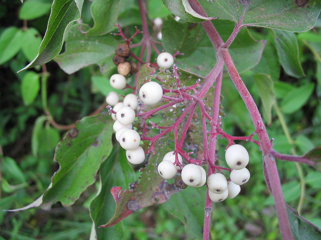 Cornus racemosa