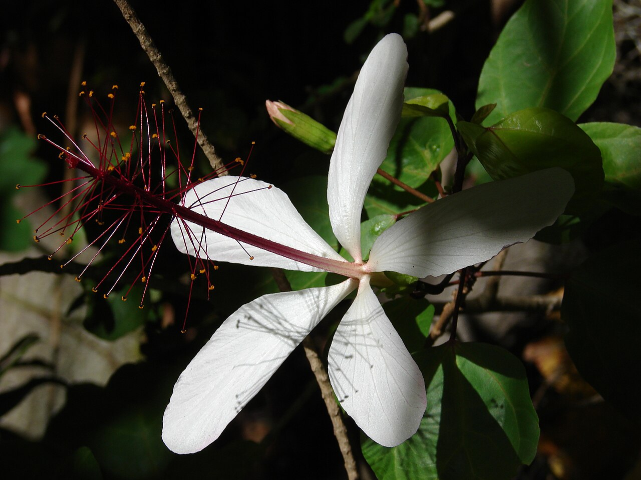 Hibiscus arnottianus
