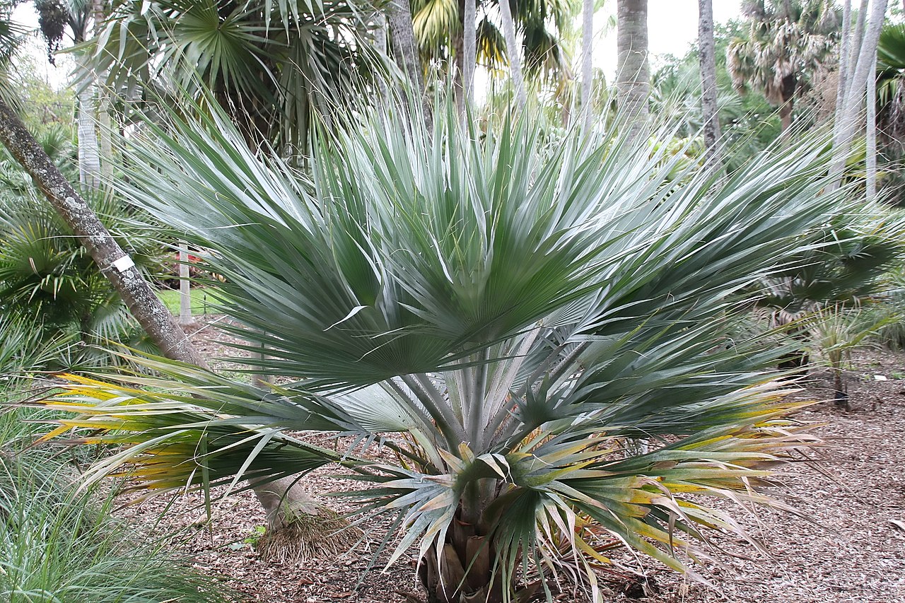 Copernicia ekmanii