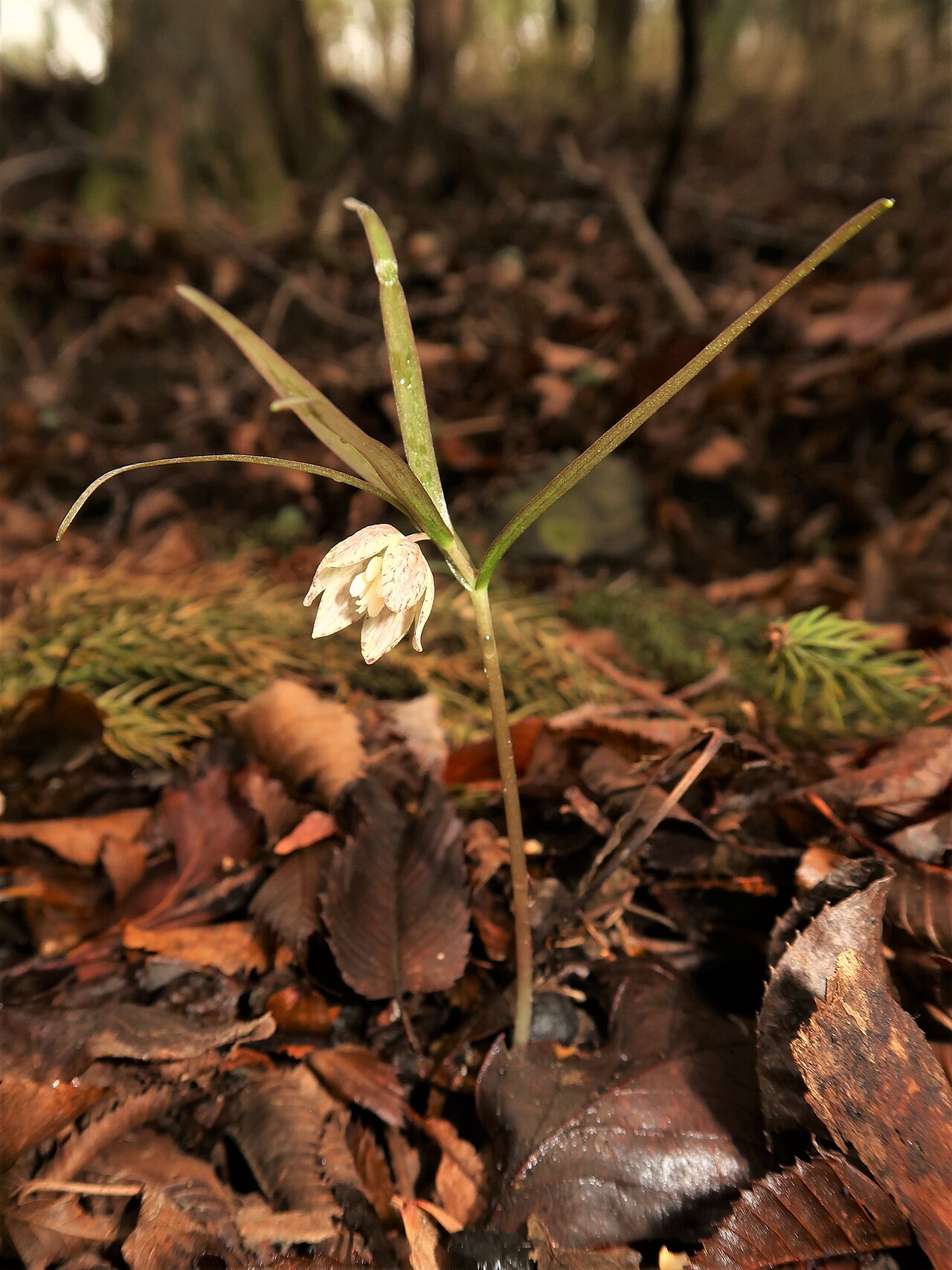Fritillaria kaiensis