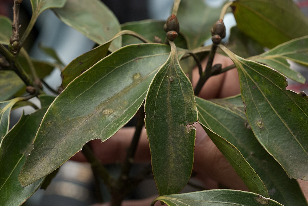 Pseudocinnamomum or indigenous cinnamon