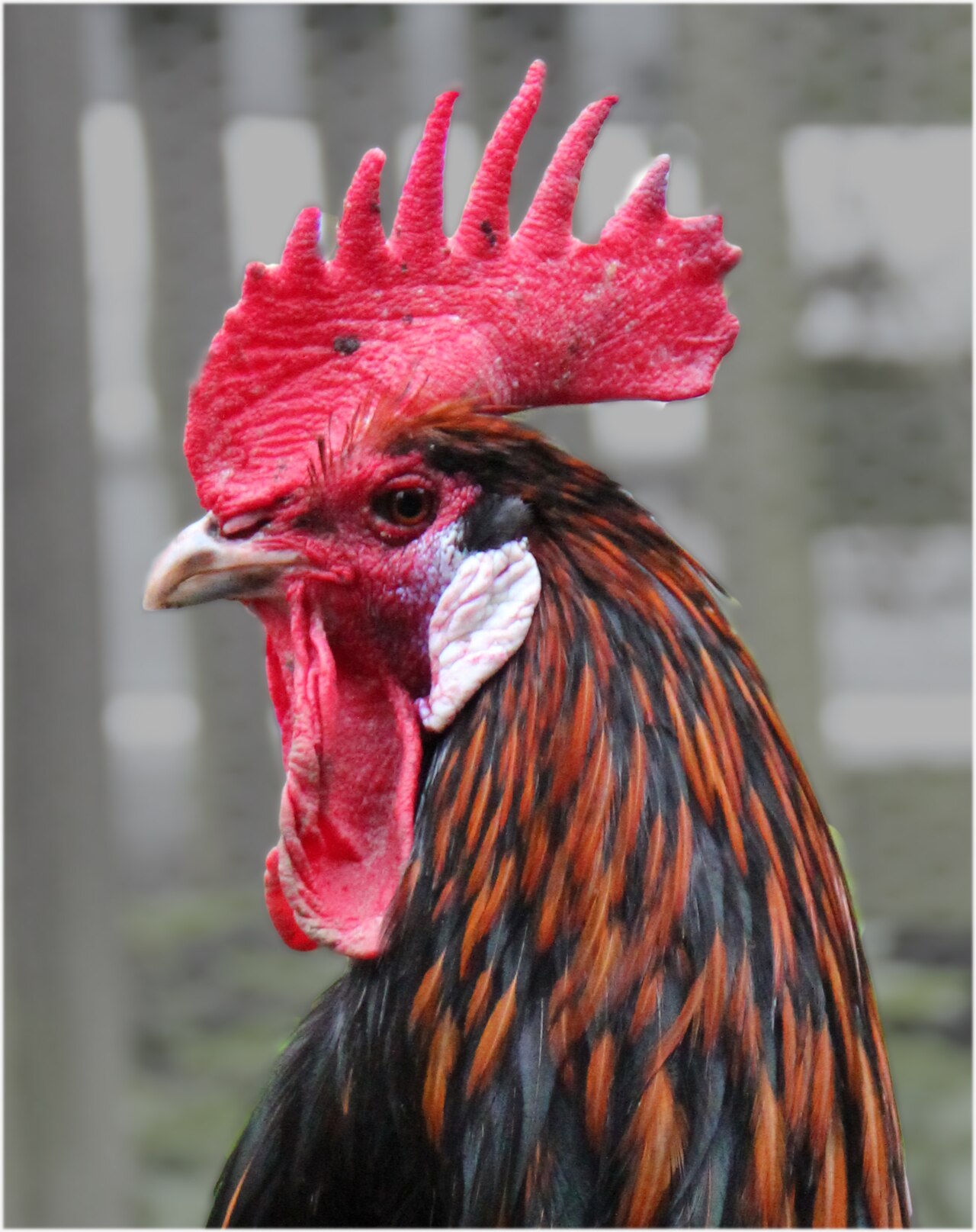 Long-crowing chicken
