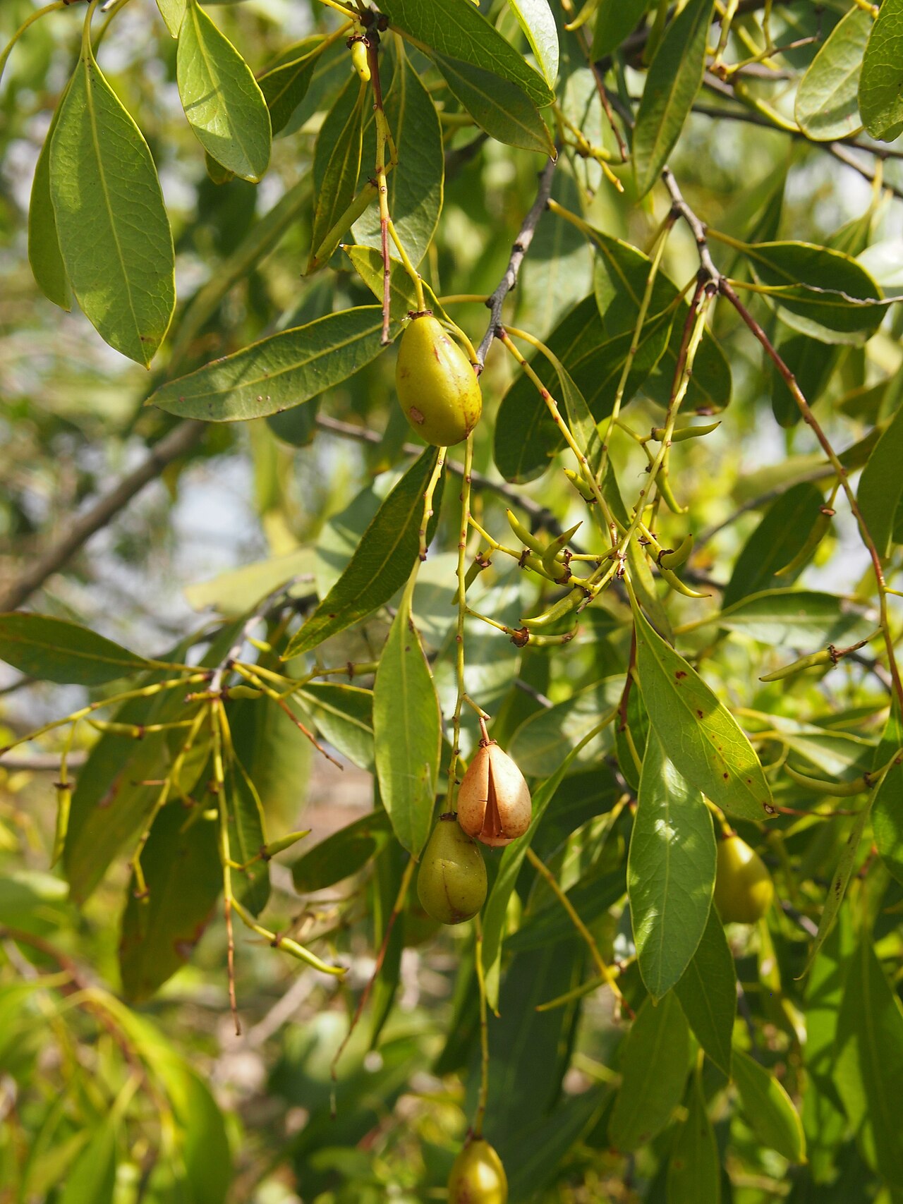 Denhamia oleaster