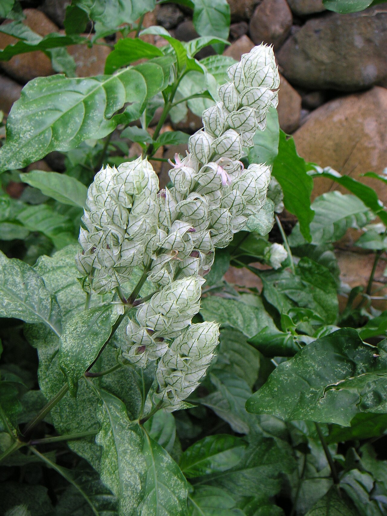 Dicliptera betonicoides