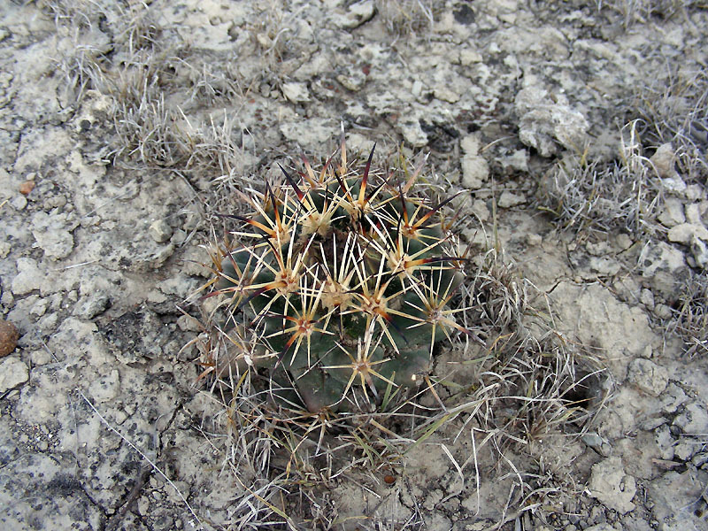 Coryphantha vaupeliana