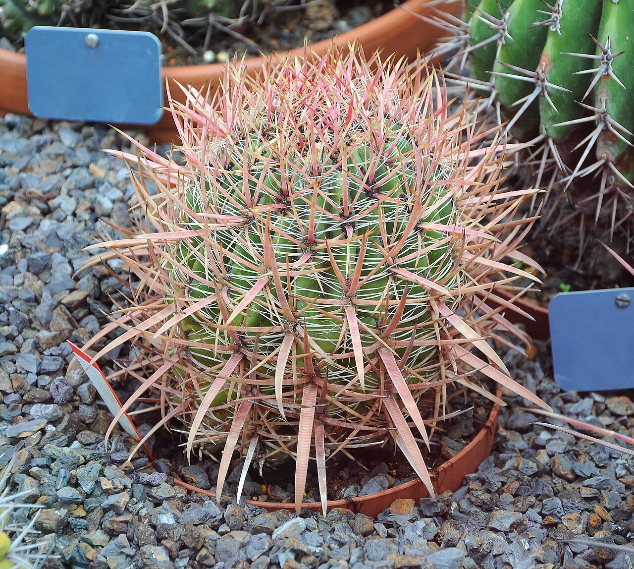 Ferocactus gracilis