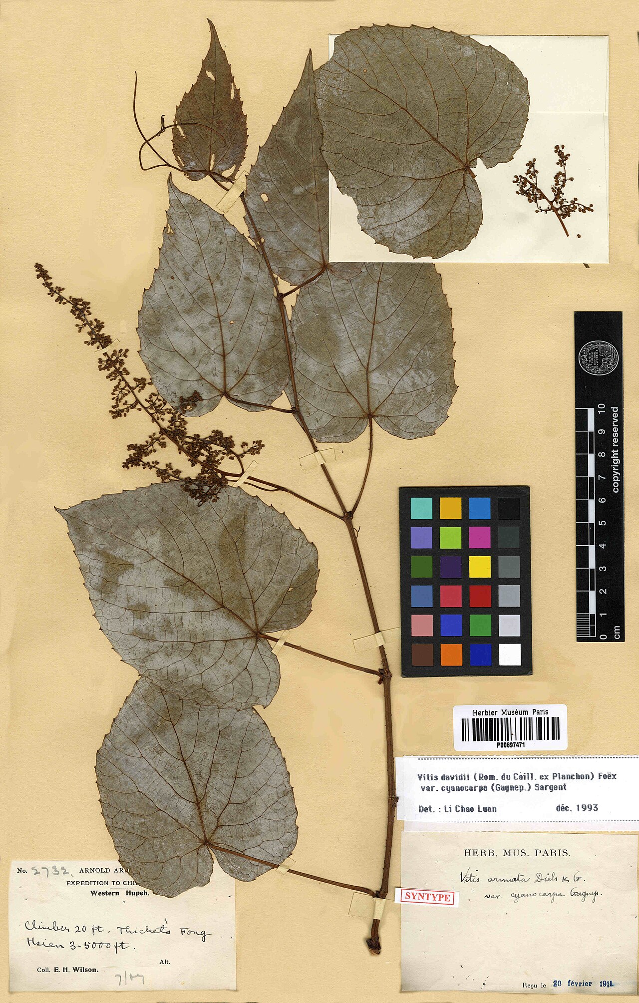 Vitis davidii