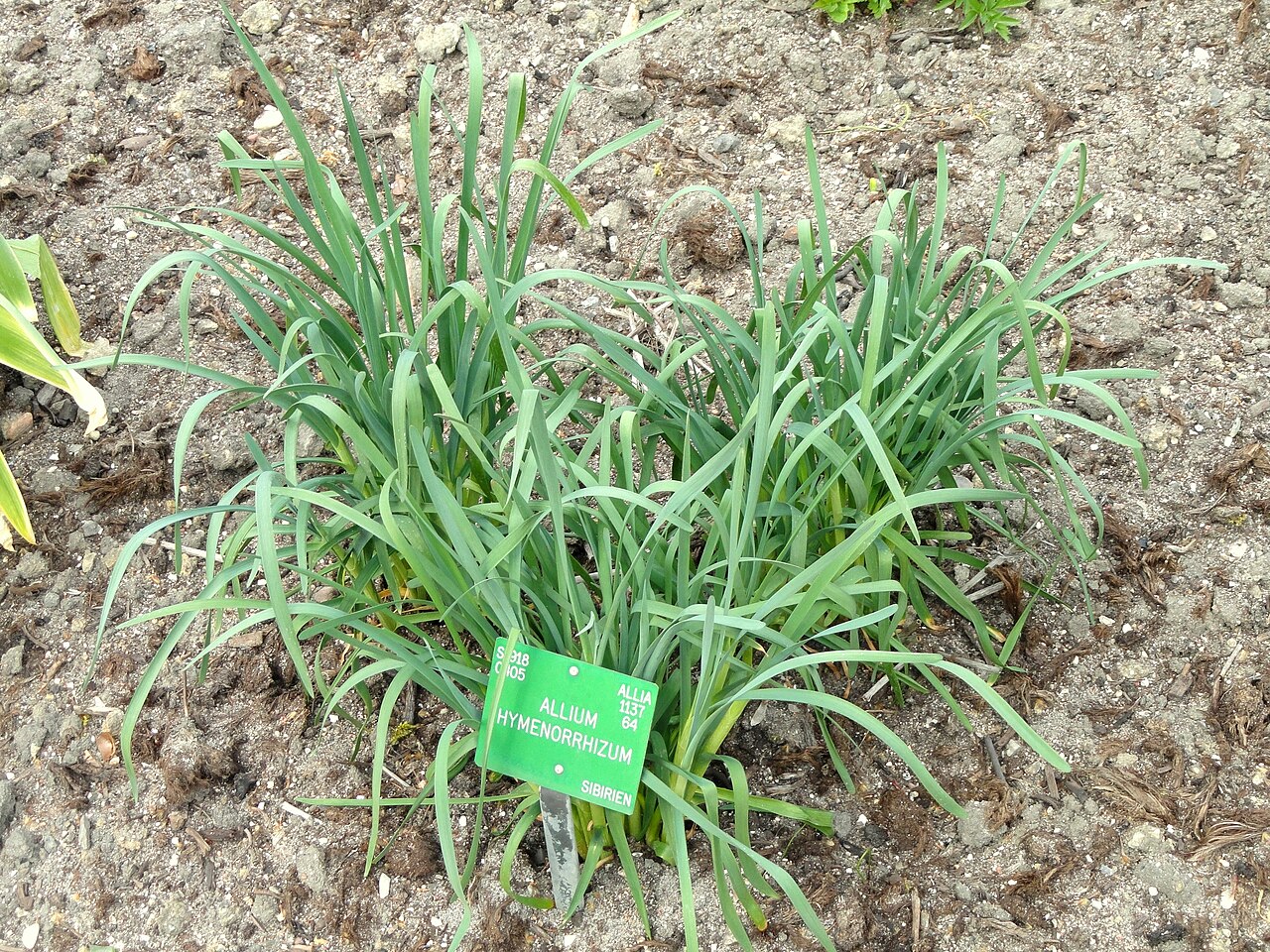 Allium hymenorrhizum