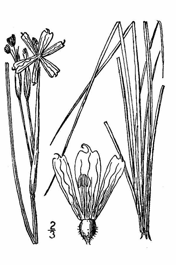 Sisyrinchium montanum