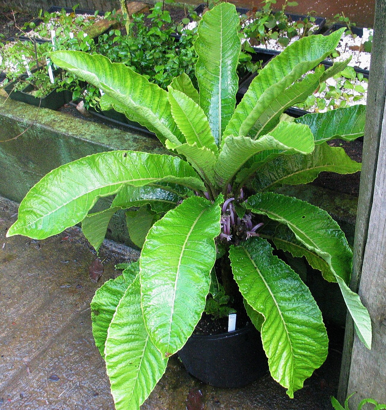Cyanea truncata
