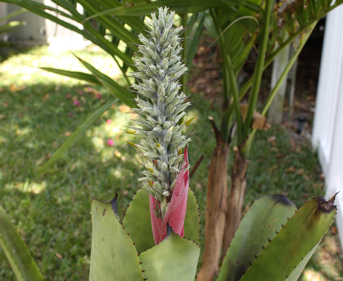 Aechmea kuntzeana