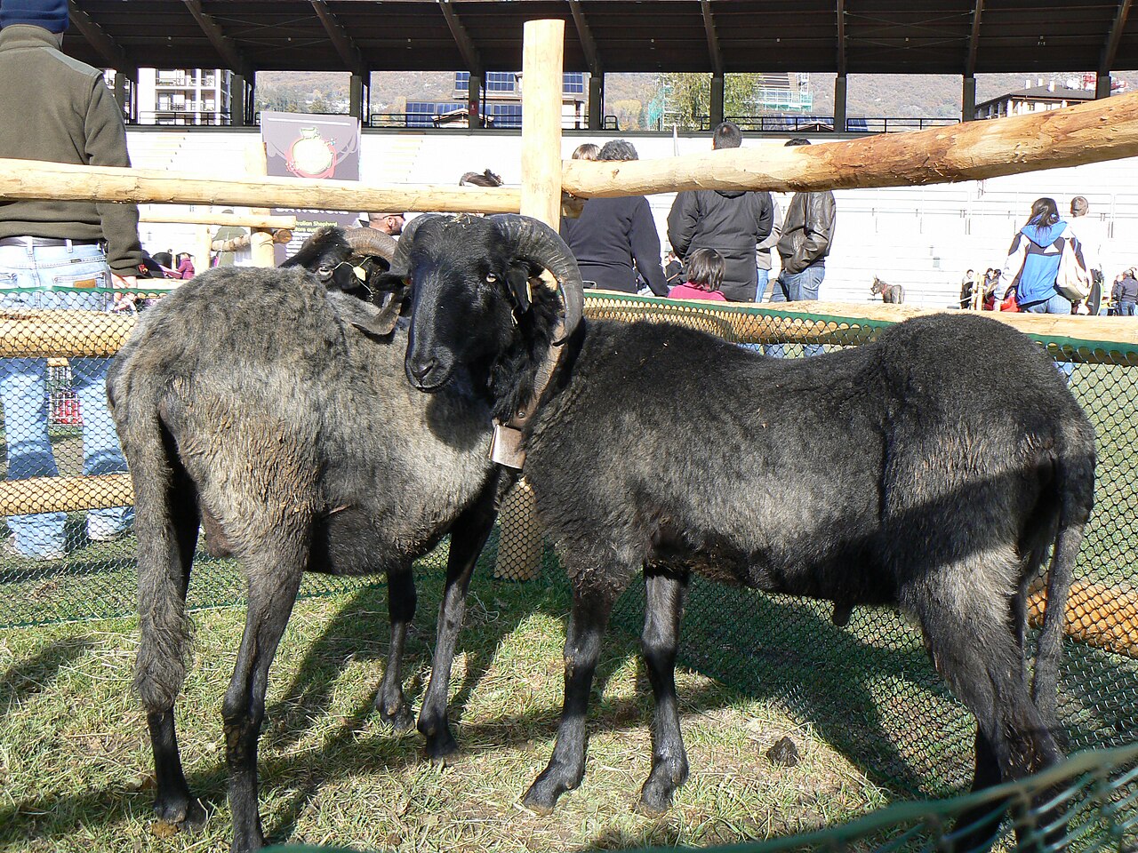 Massese