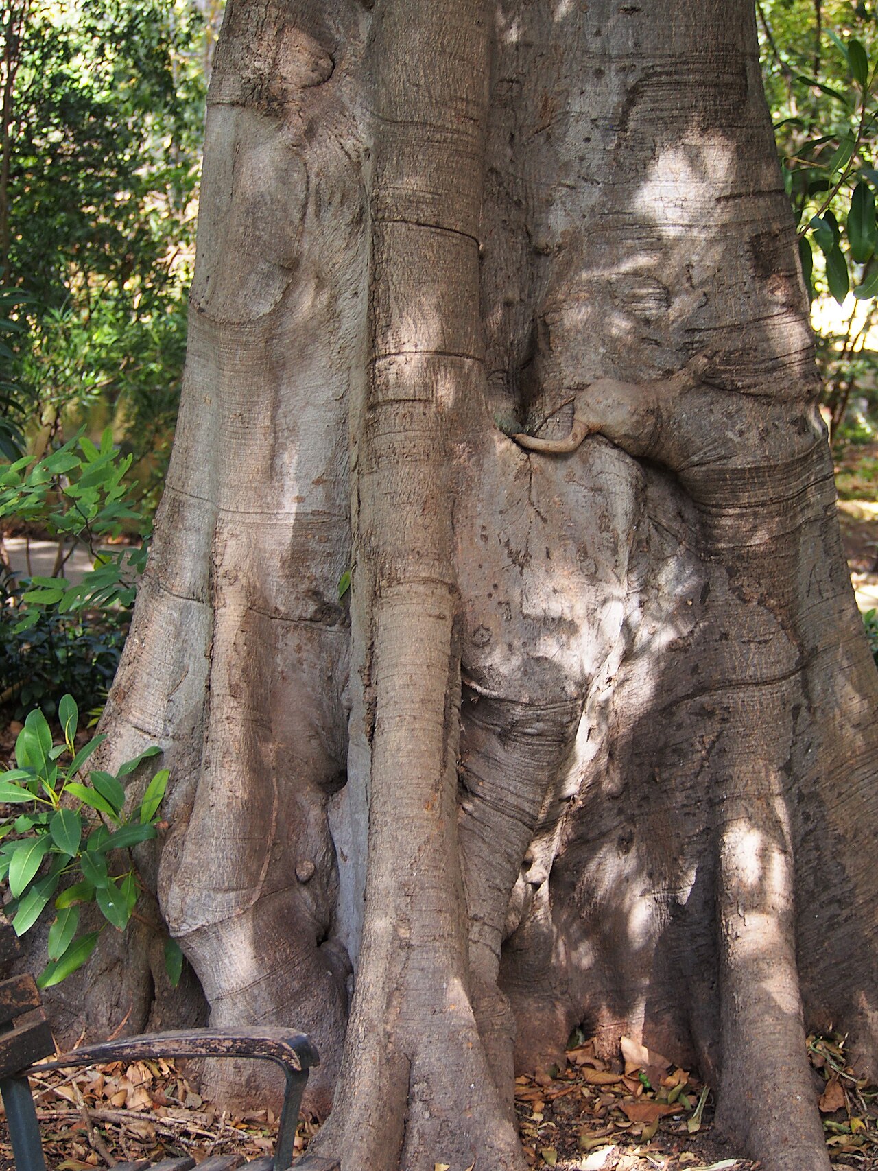 Strangler fig
