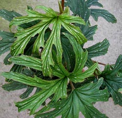 Begonia aconitifolia