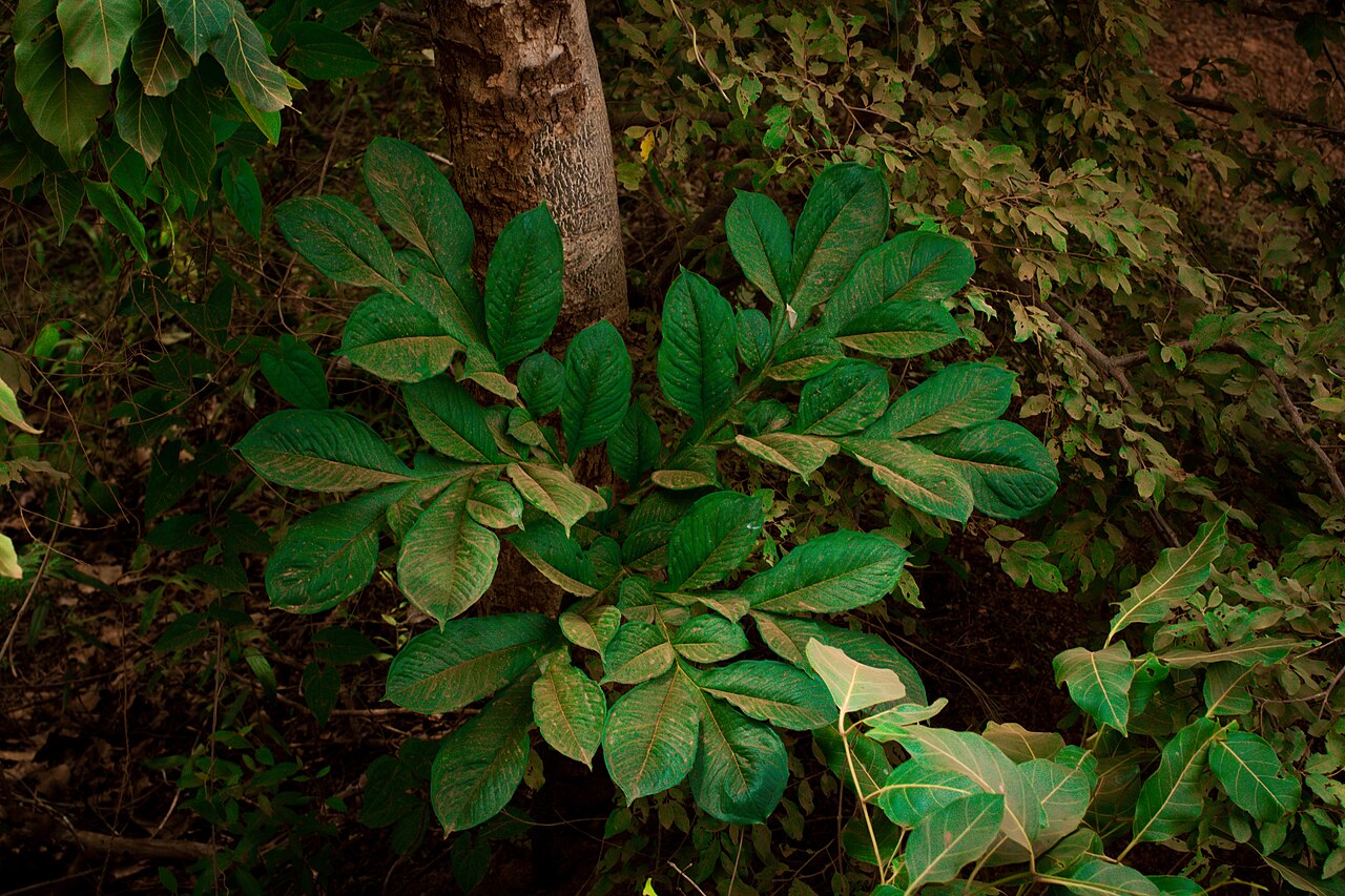 Amorphophallus bulbifer
