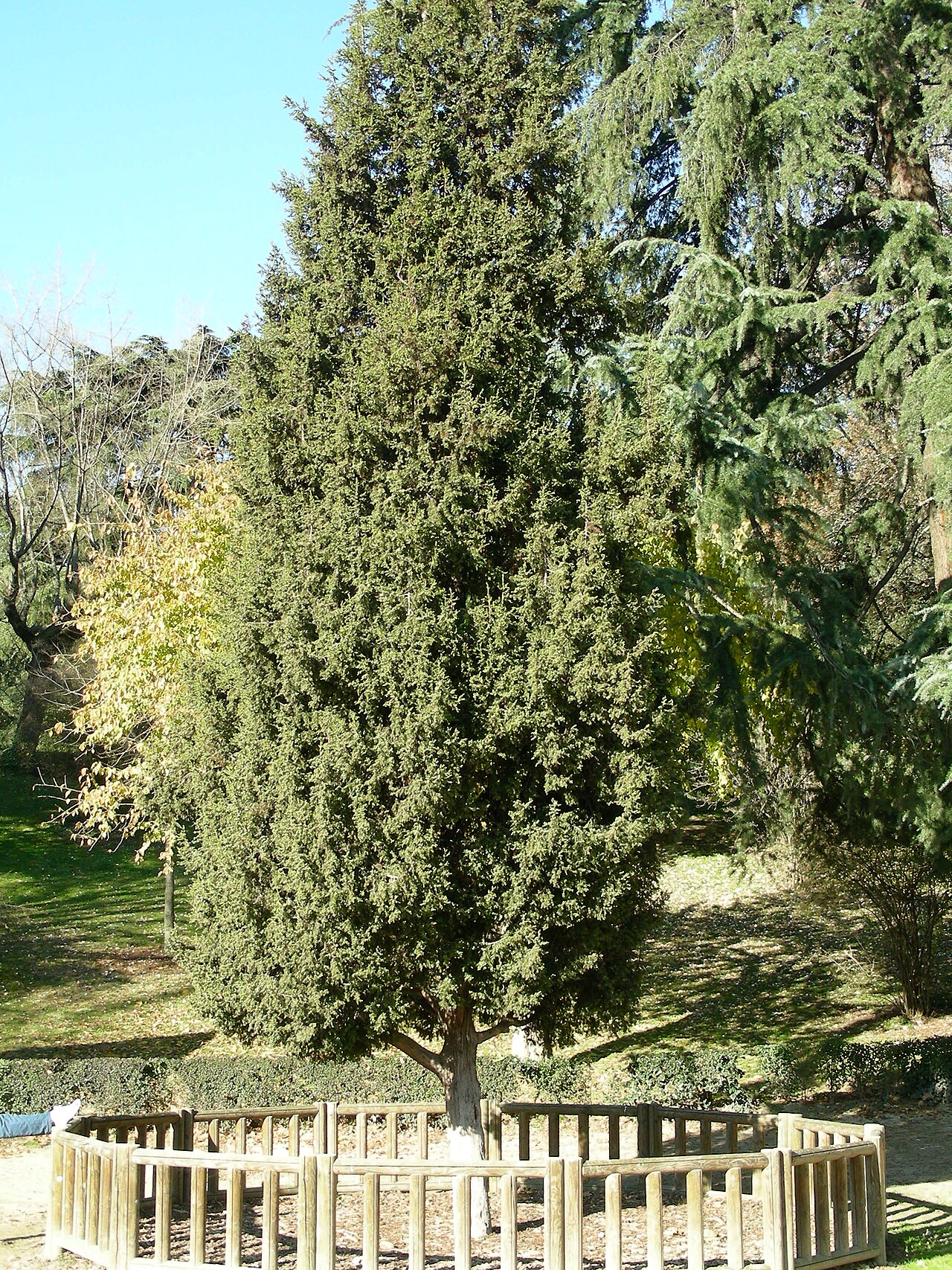 Juniperus drupacea