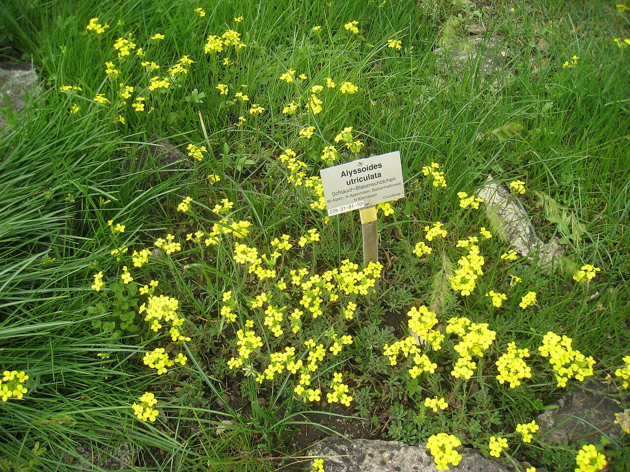 Alyssoides graeca