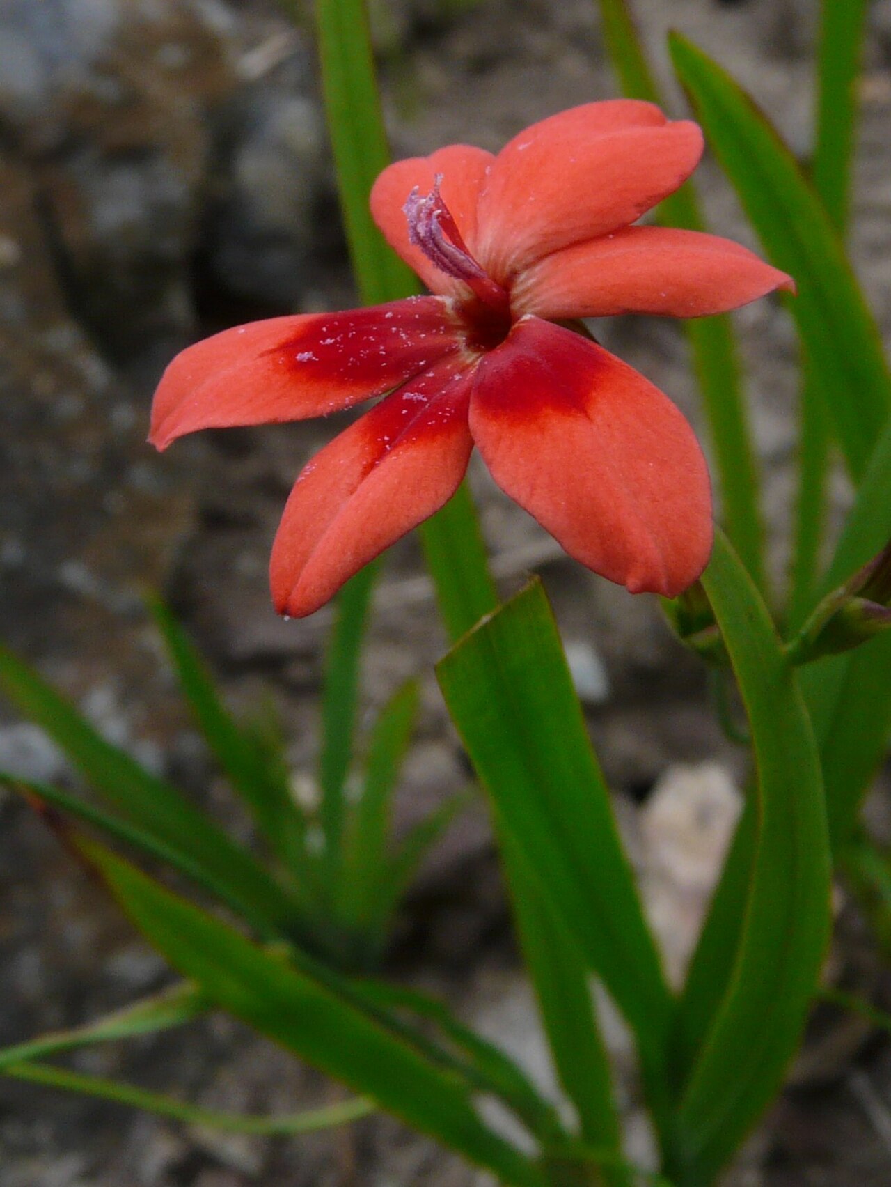 Flowering grass