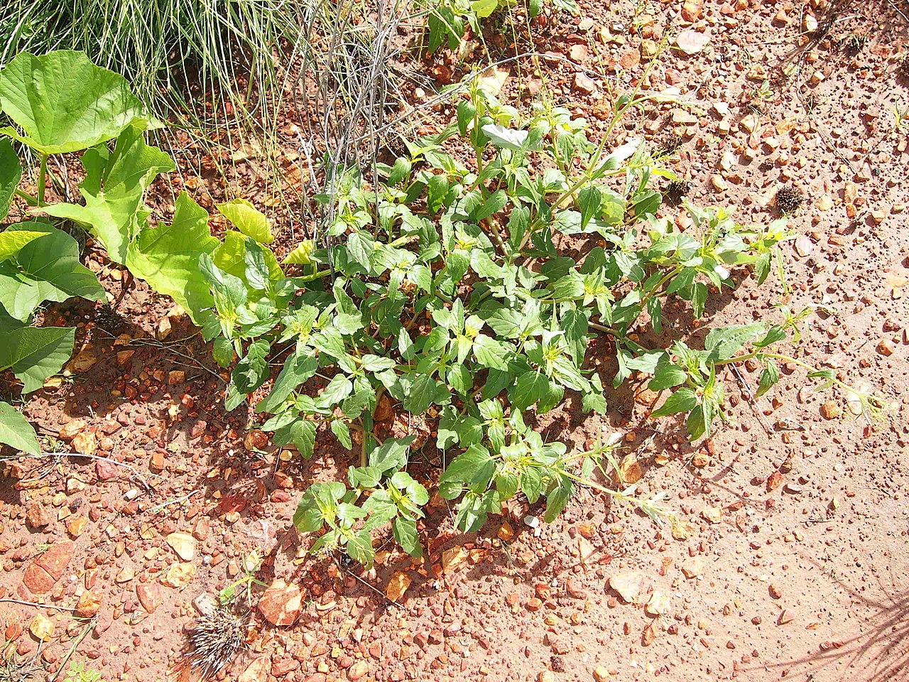 Boerhavia paludosa