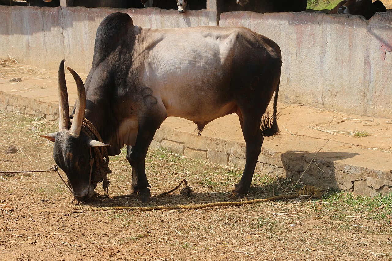 Amrit Mahal