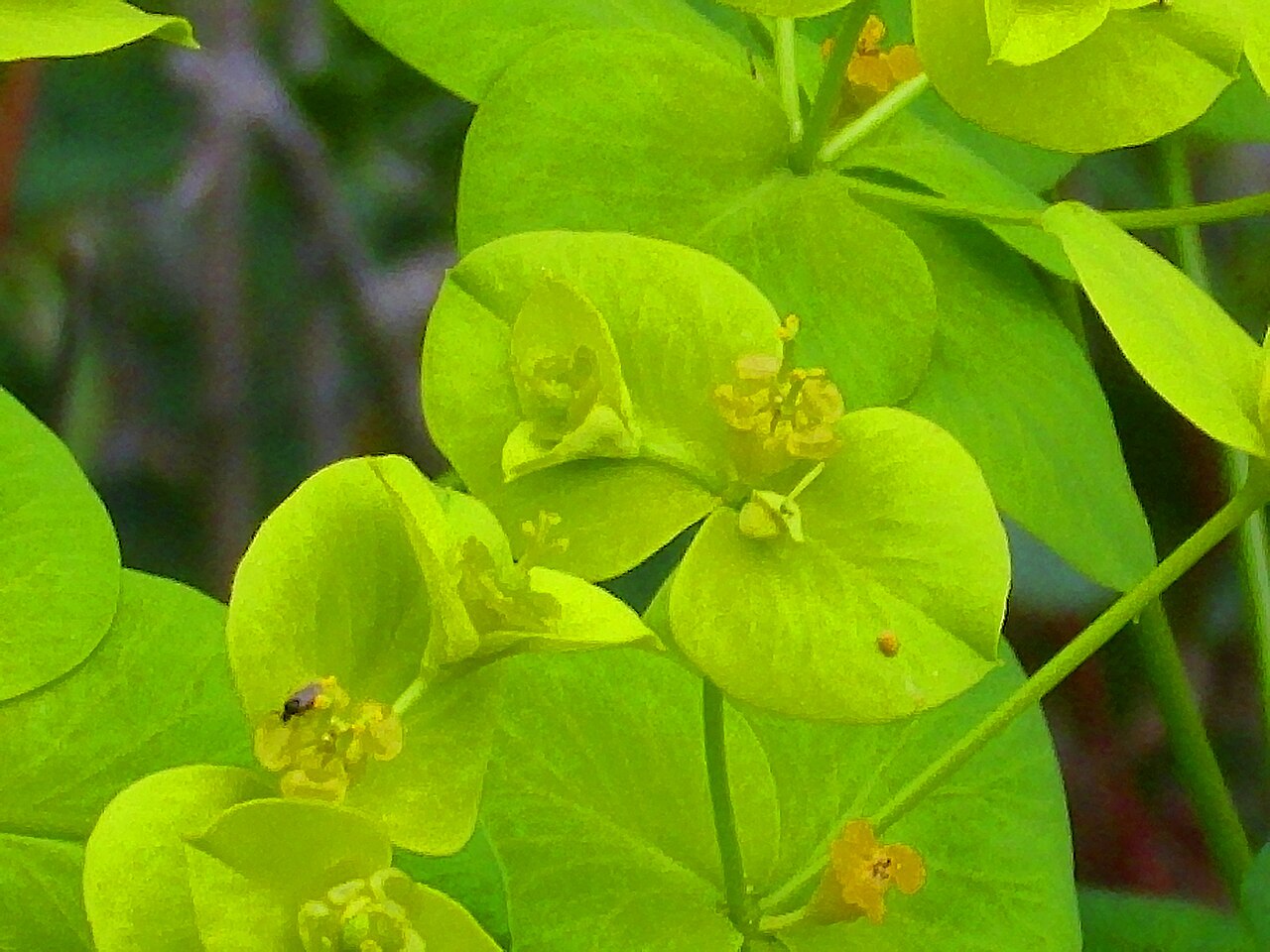 Euphorbia paniculata