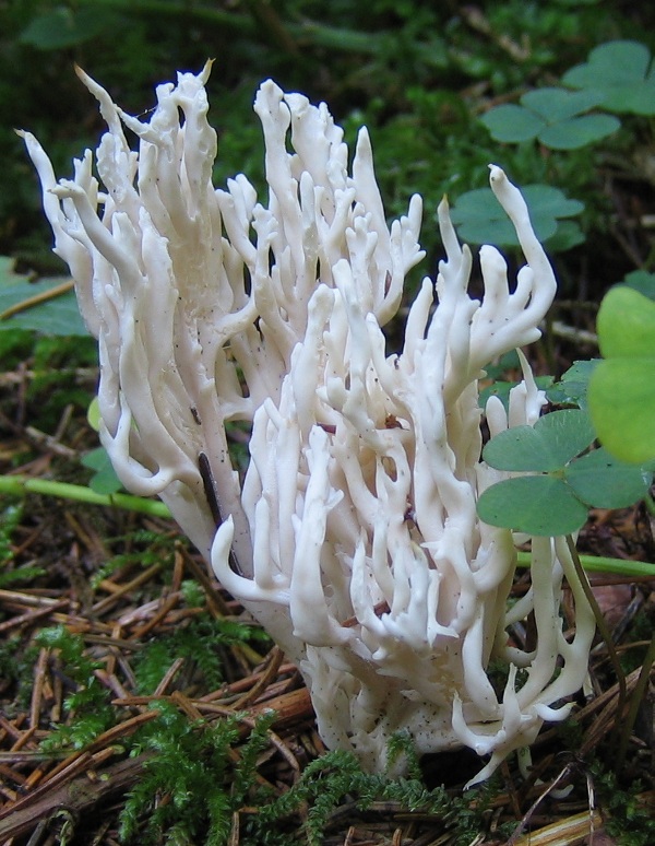 Wrinkled coral fungus