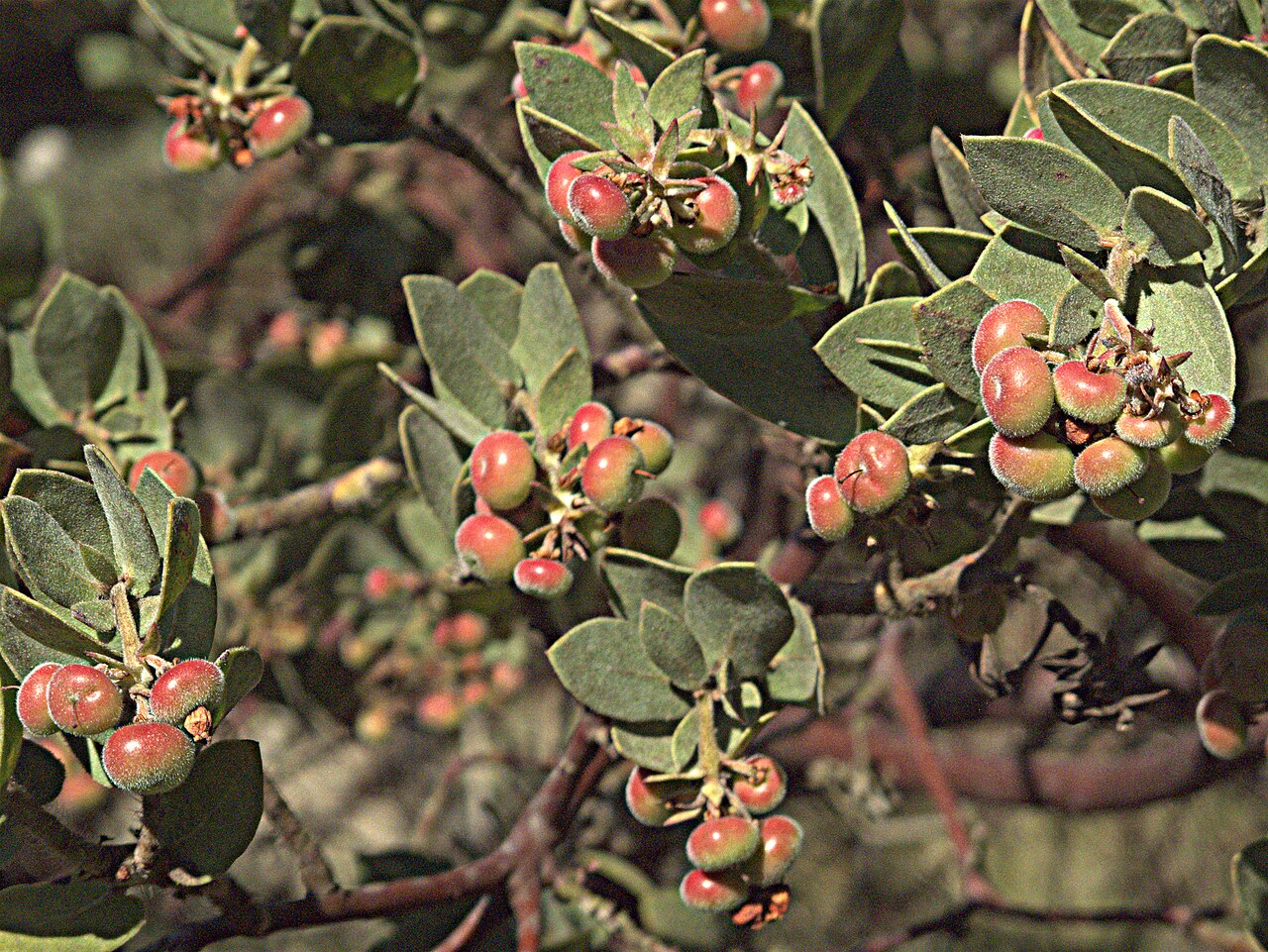 Arctostaphylos auriculata