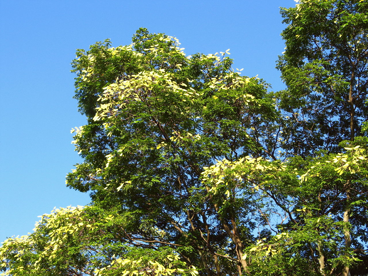 Caesalpinia pluviosa