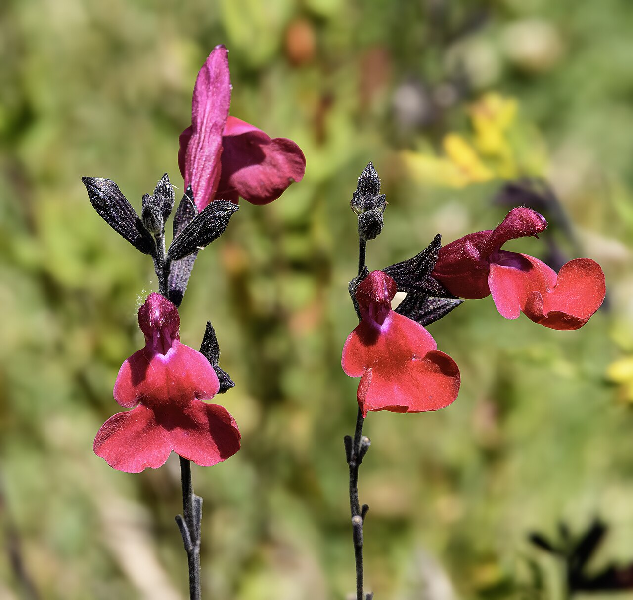 Salvia microphylla