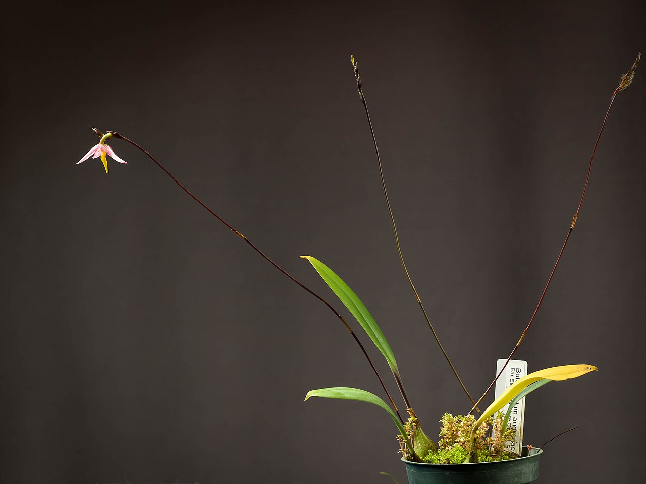 Bulbophyllum andreeae