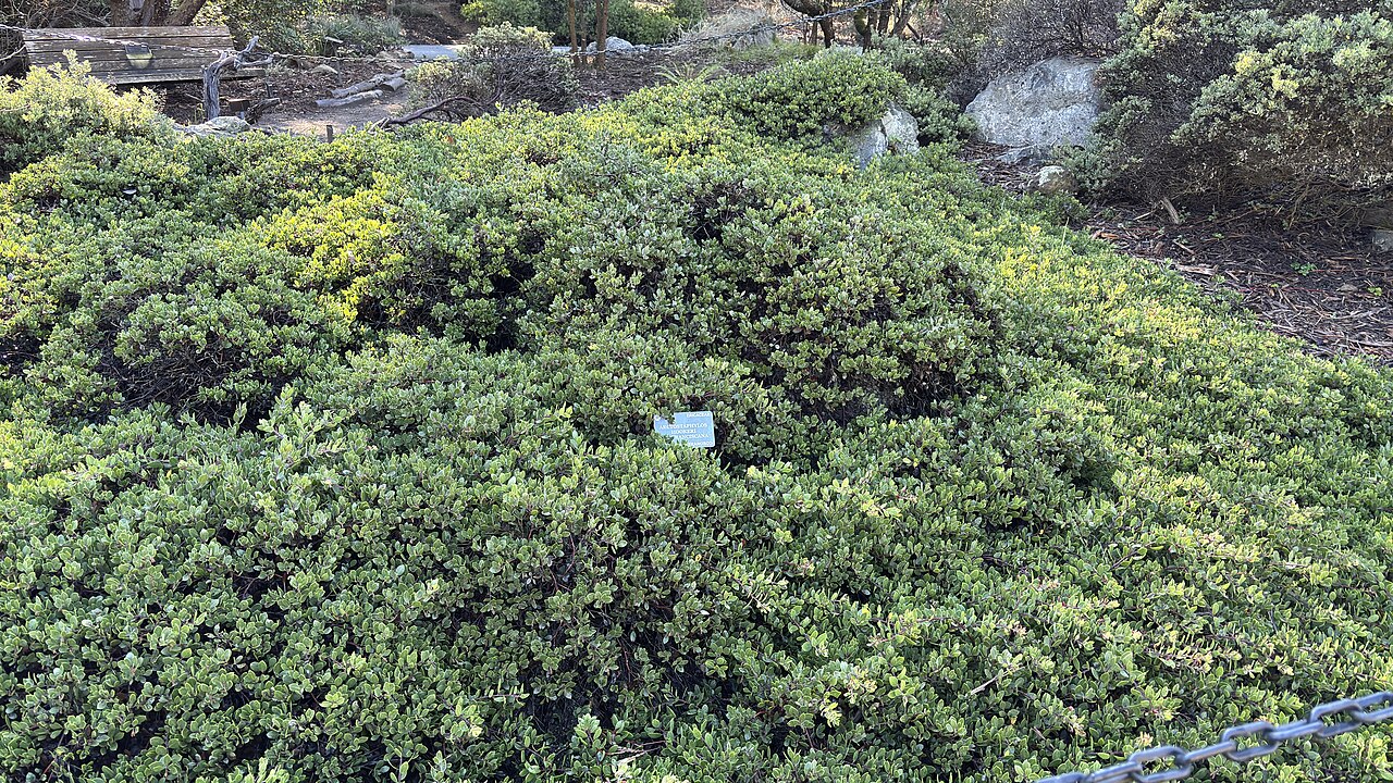 Arctostaphylos hookeri