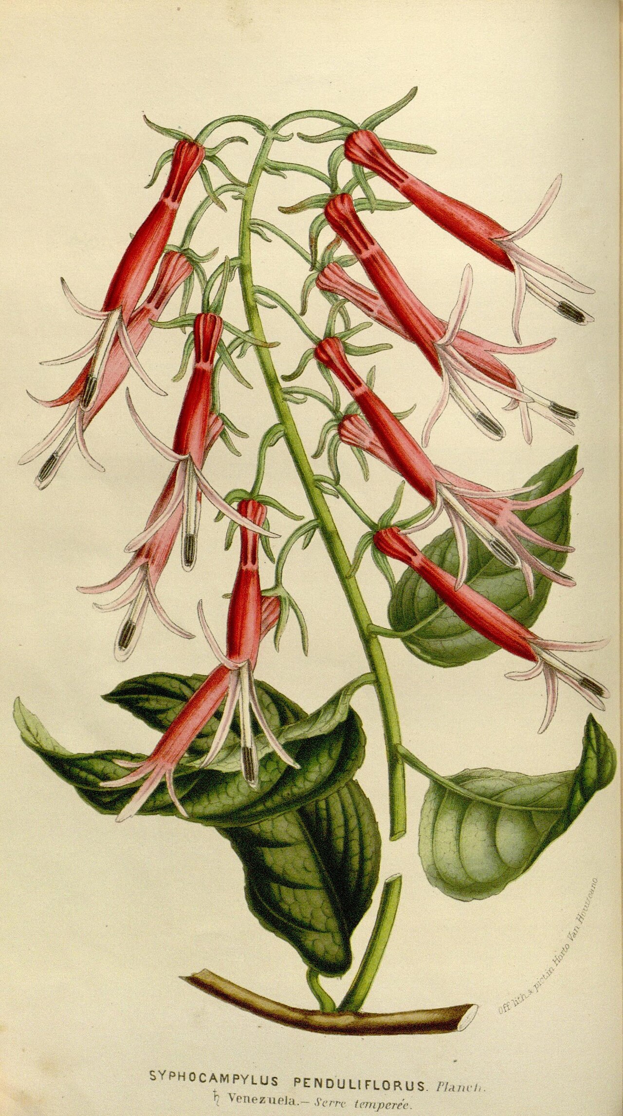 Siphocampylus penduliflorus