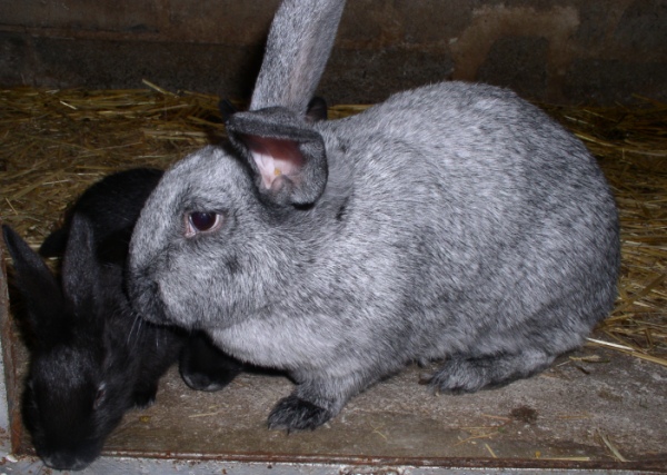 Argente rabbit