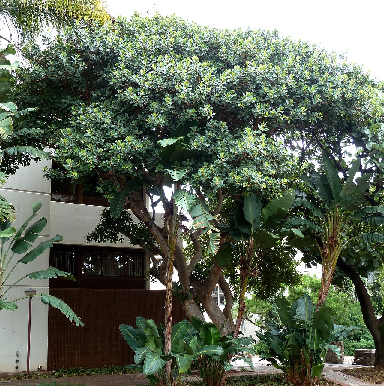 Ficus glumosa