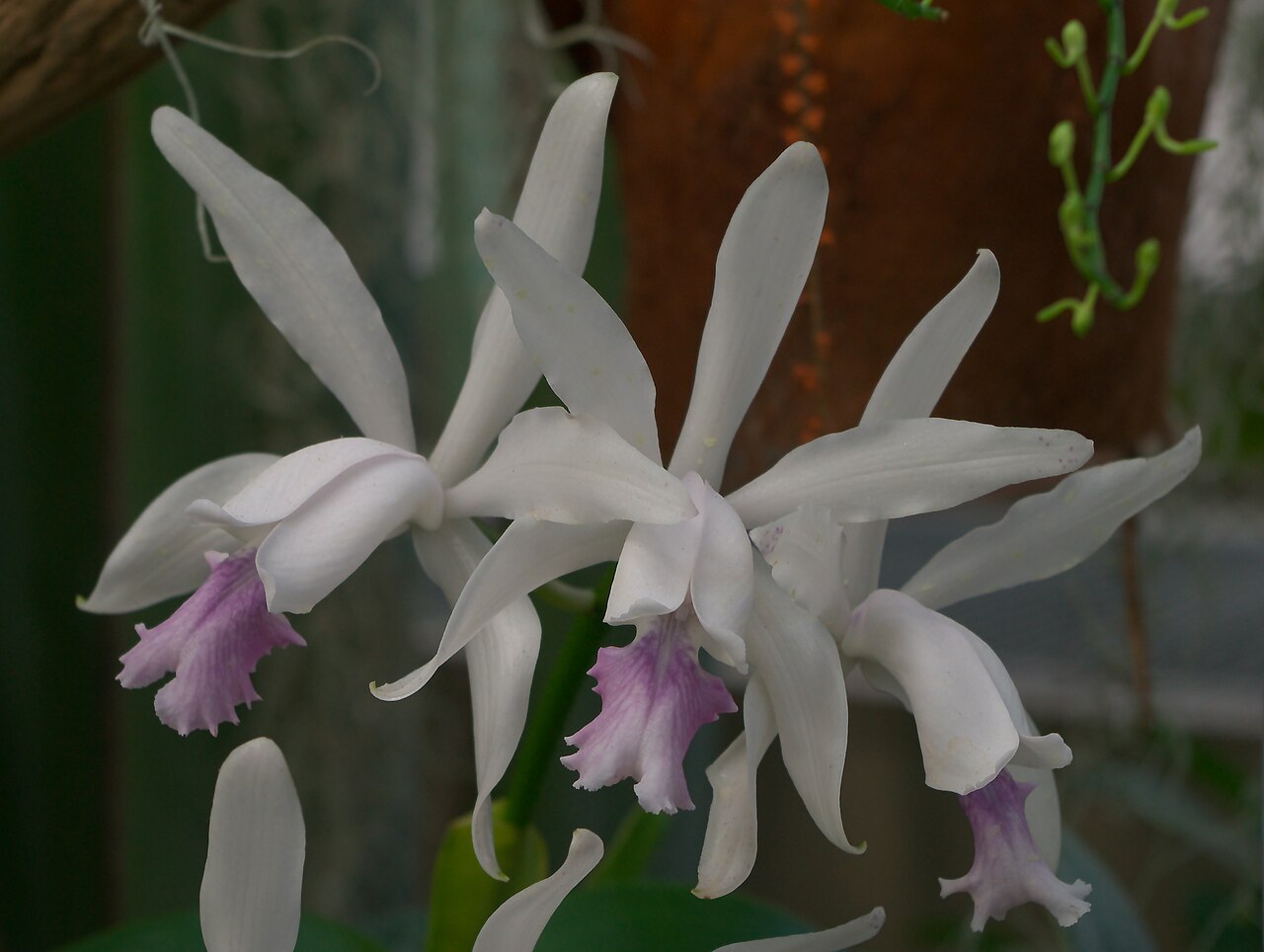 Cattleya intermedia