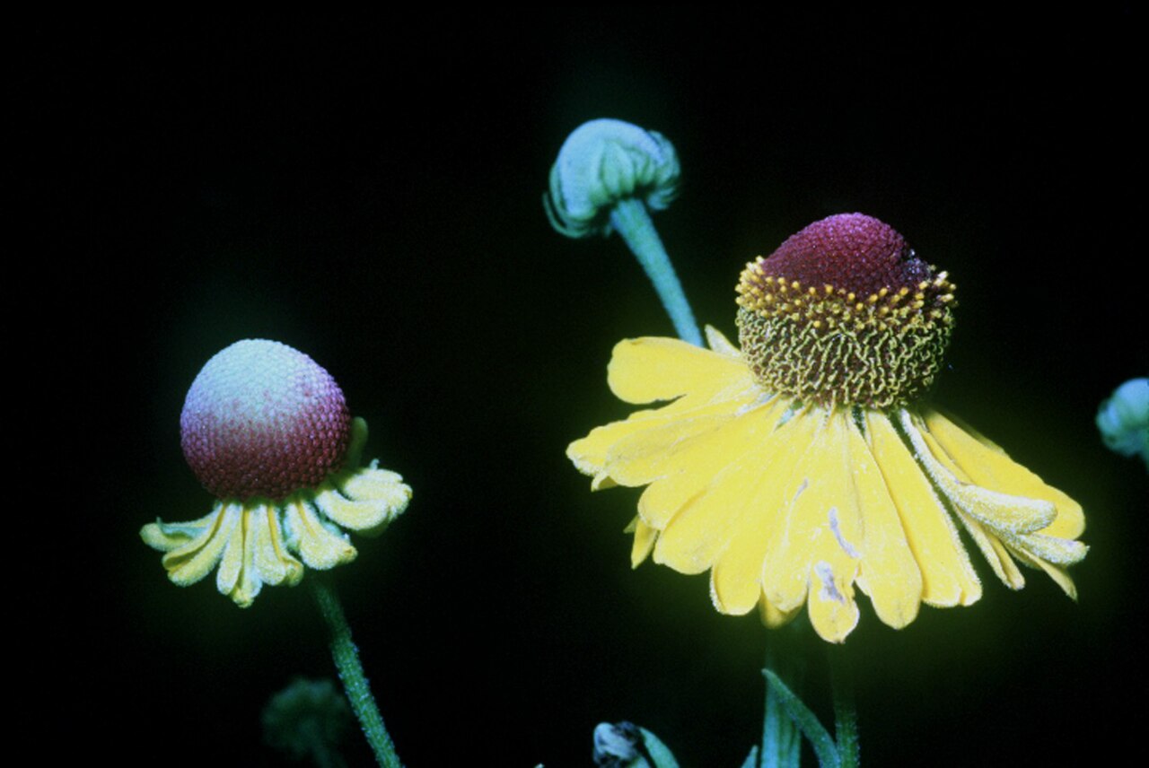 Helenium flexuosum